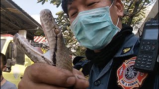 Angry Python Tries to Bite Cameraman