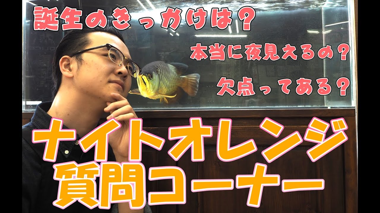 BLACK FLYS 宅配のメガネ屋さん　ナイトオレンジ BLACK FLYS 宅配のメガネ屋さん ナイトオレンジ Black Flys