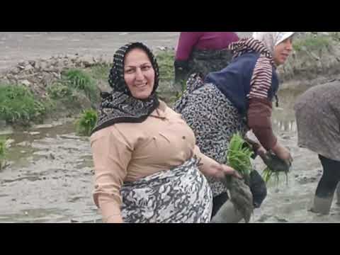 حس خوب در روزهای بهار نشا برنج درشالیزار