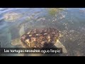 Las tortugas te necesitan
