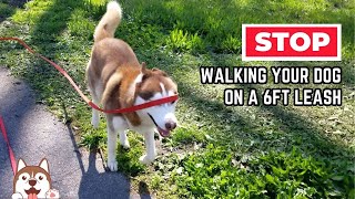 3 Reasons YOU should Switch to a Long Leash with your Dog
