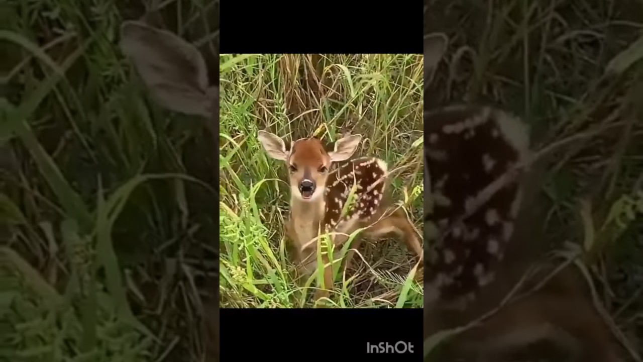 31 August 2025 Before VS After Animal Transformation🤯| Amazing Animals Transformation