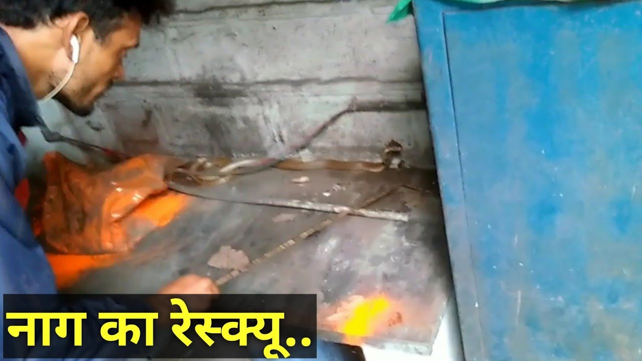 gurukulam film || रबर इंडस्ट्रीके स्टोअर रूम में मिला यह नाग || cobra rescued in rubber industry store room ||