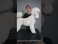Do you know the maintenance time for your dogs trim - Standard Poodle Masterclass
