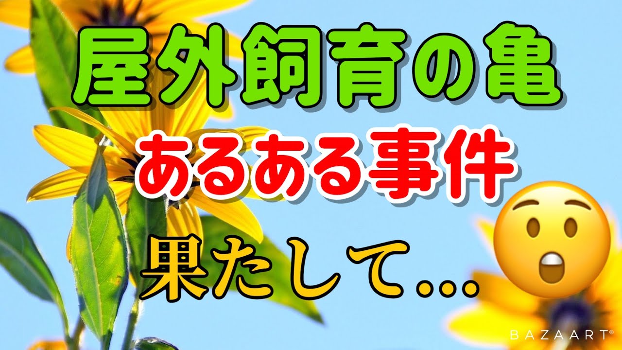 屋外飼育の亀あるある事件 果たして見つかるのか 屋外飼育 事件 亀 クサガメ好き Youtube 屋外飼育の亀あるある事件 果たして見つかるのか 屋外飼育 事件 亀 クサガメ好き Youtube
