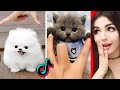 The CUTEST Animals On Tik Tok 2 - YouTube