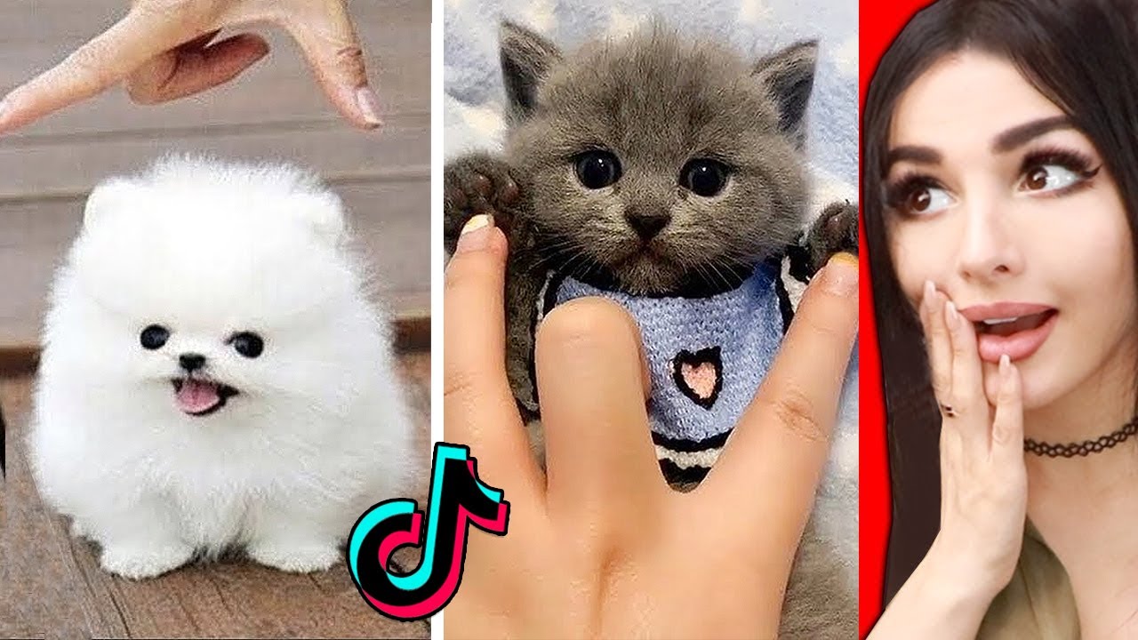 Sssniperwolf cute animals