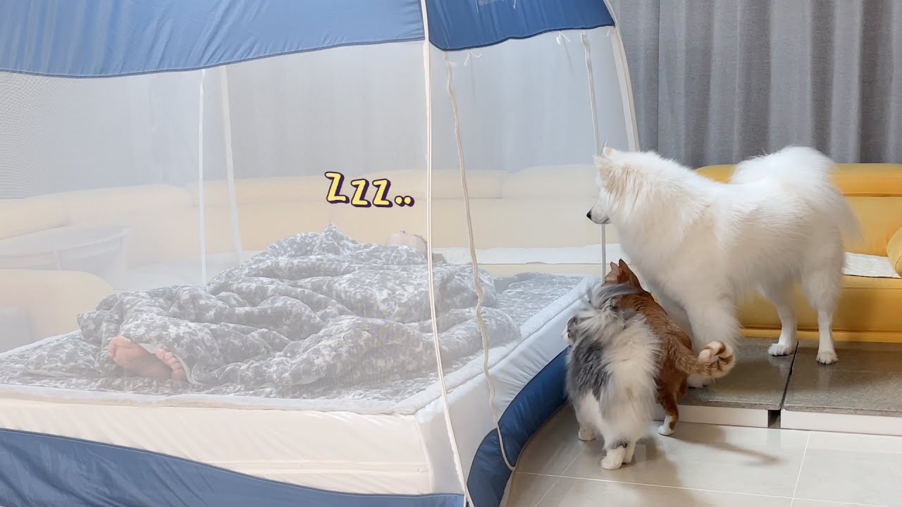 [Русские субтитры] Смогу Ли Я Поспать В Одиночестве..?