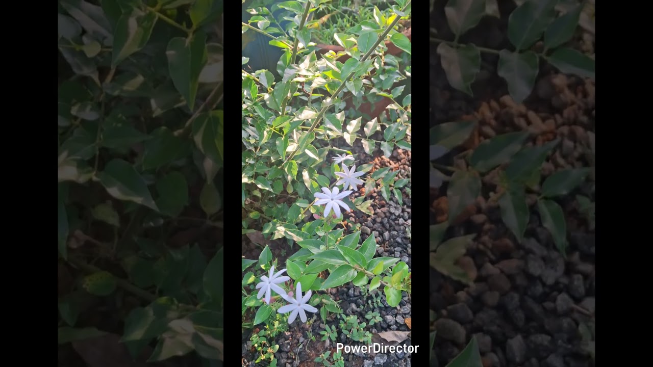 കുറുമൊഴി മുല്ല /Winter Jasmine