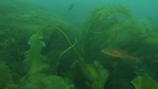 Saving Atlantic Cod
