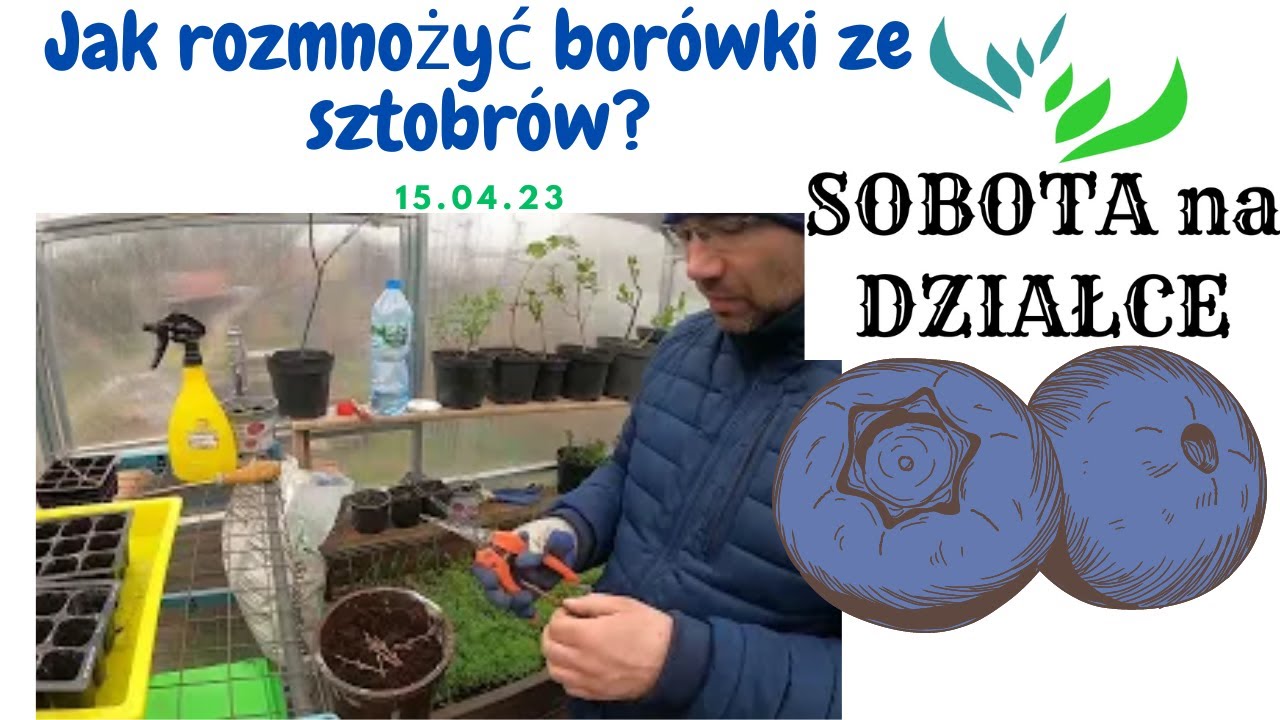 Jak rozmnożyć borówki ze sztobrów?