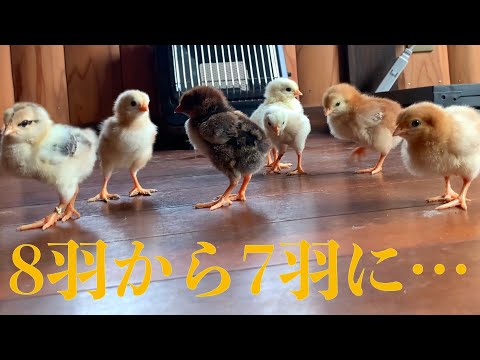 ニワトリの病気 mqdefault.jpg
