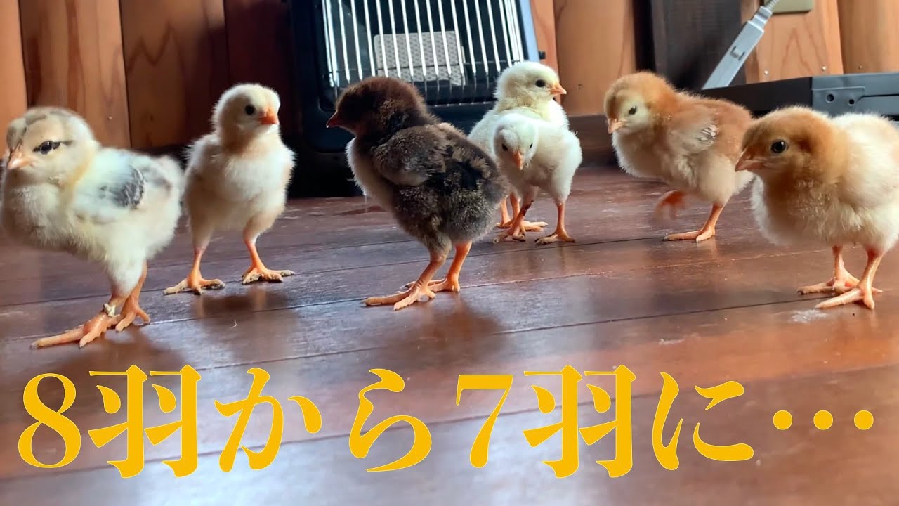 悲報】8羽から7羽になってしまいました… - YouTube