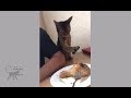 Funny cat tries to lie to steal food