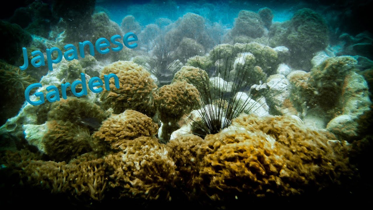 Japanese Garden | Scuba Diving in Thailand | Samea San | Travel