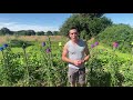 Éviter Et Soigner Le Cul Noir De La Tomate Maladie Nécrose Apicale 