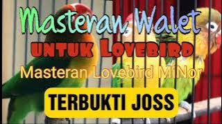 Masteran Walet Untuk Lovebird Minor !!! Joss Guandoss !!!