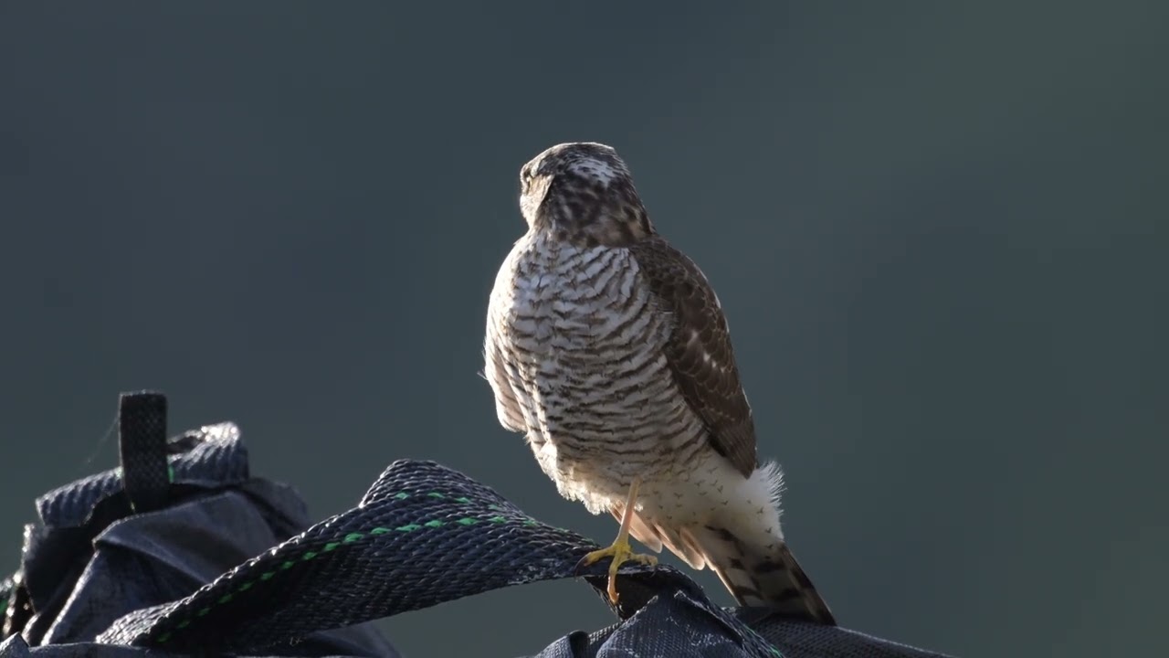警戒心がないフレンドリーなハイタカ幼鳥①