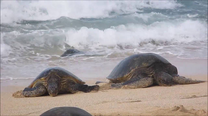 Surfers and turtles