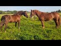 Кобили на продажу💫Коні ваговози💥Тернопільщини🐴 Коні в Україні