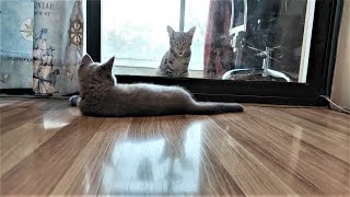 When My Kitten First Saw Another Cat__Binbo Is Cat #74 by Binbo Is Cat 11 views 3 years ago 2 minutes, 7 seconds