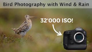 Great snipe at the lek - Extreme LOW-LIGHT bird photography