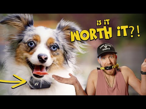Fi Series 3 Smart GPS Collar - Review After 6 Months