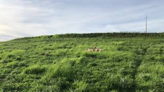 GALIZIA e la giovane MISTY su una Africanella (quaglia).. by Nino Randazzo 2,160 views 3 years ago 2 minutes, 6 seconds