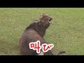 奈良公園 オス鹿さんの鳴き声
