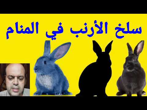 تفسير حلم سلخ الأرنب في المنام لابن سيرين تفسير الأحلام   