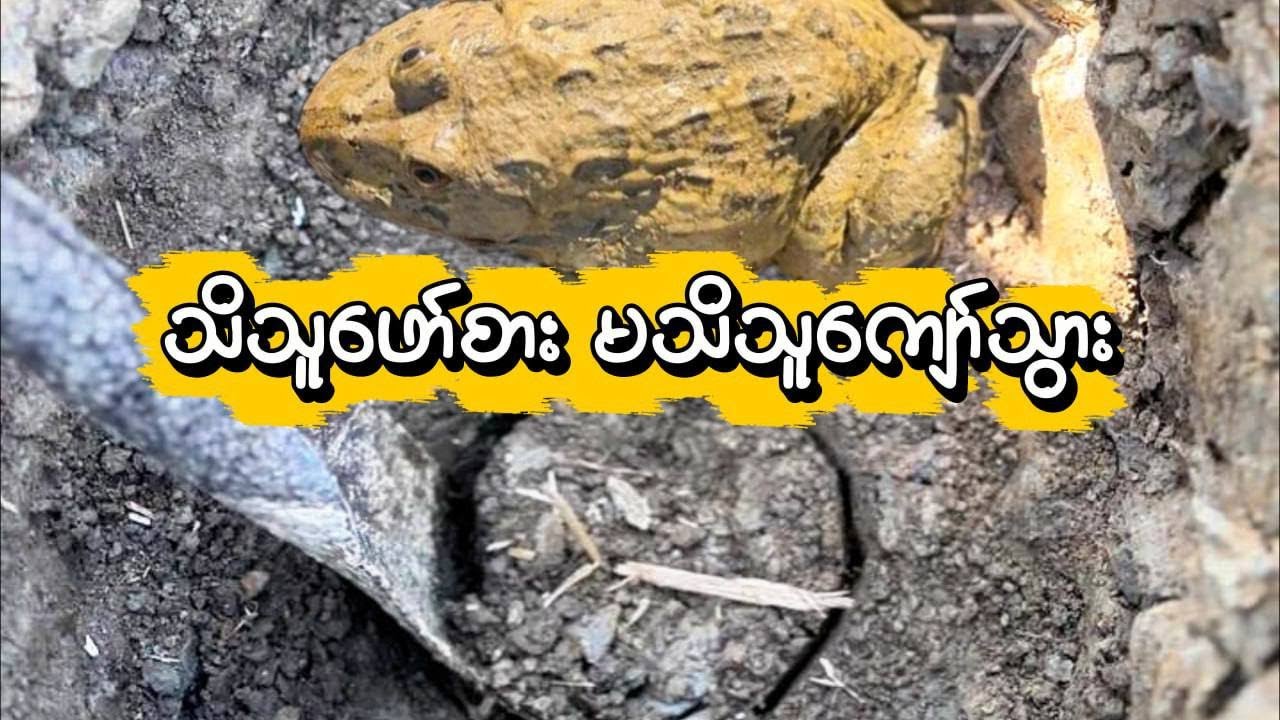 ကျွန်တော်တို့လို သေချာမသိတဲ့သူတွေအတွက်ဆို တစ်နေ့ကုန် ဖားတစ်ကောင်ရဖို့ကို မလွယ်ဘူး