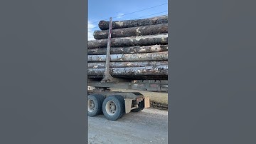 Load of Logs!##logging #viral #shorts ￼