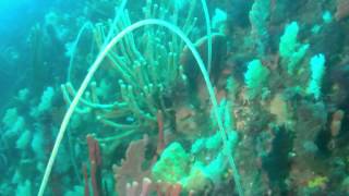 Diving in Bicheno Tasmania Dec 2012