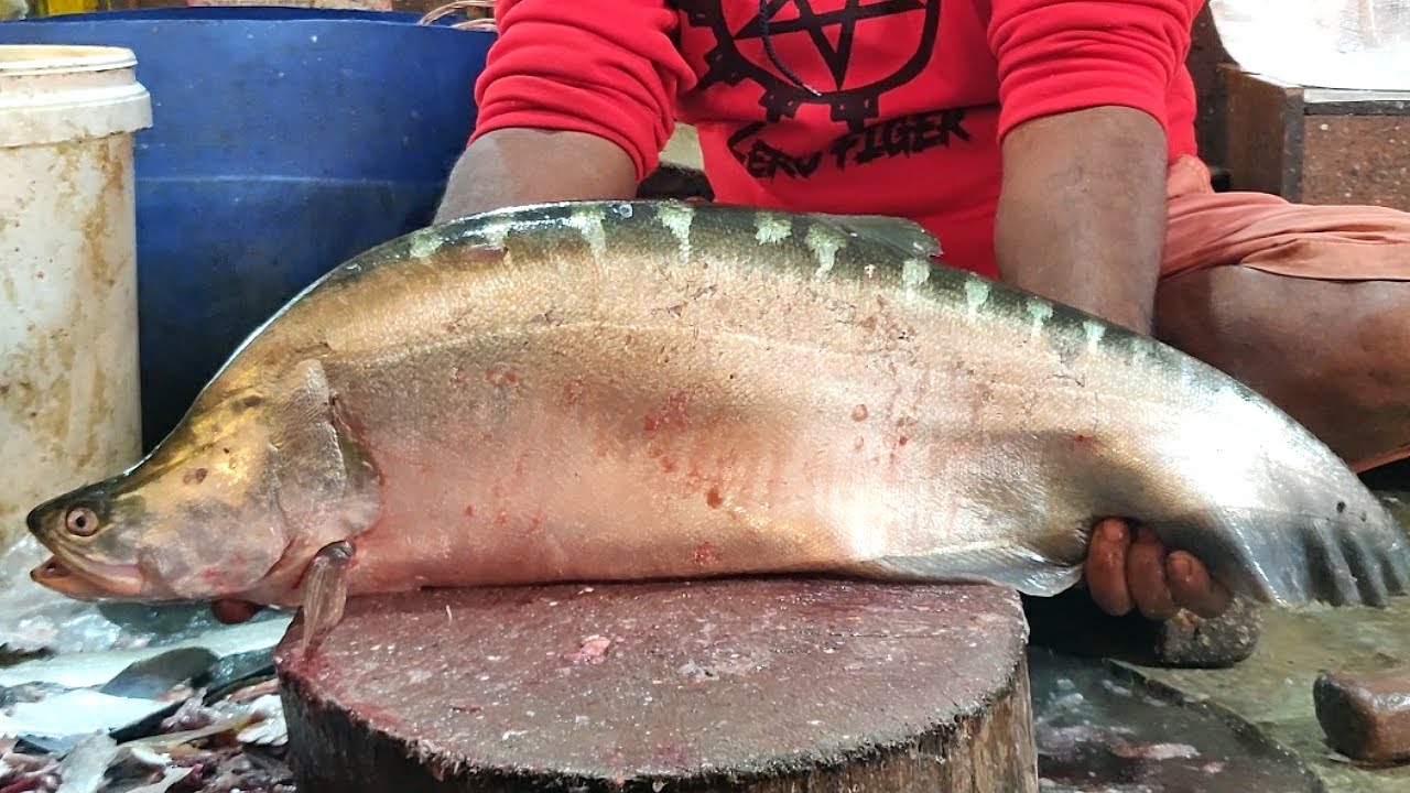 Rare Big Clown Knife Fish Cutting Live In Fish Market Fish Cutting