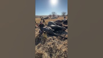 Elephants about to be reintroduced into a reserve that haven