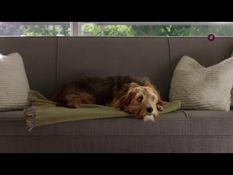 Video: „Psia Televízia“na Upokojenie Psích Duší