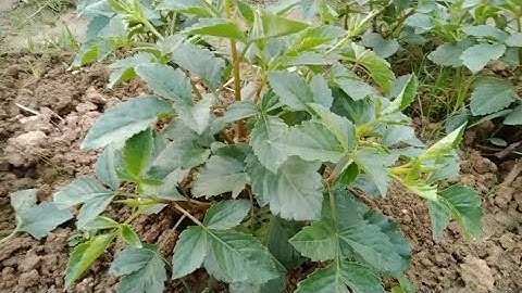 Cắt Ngọn Hoa Thược Dược Đúng Cách