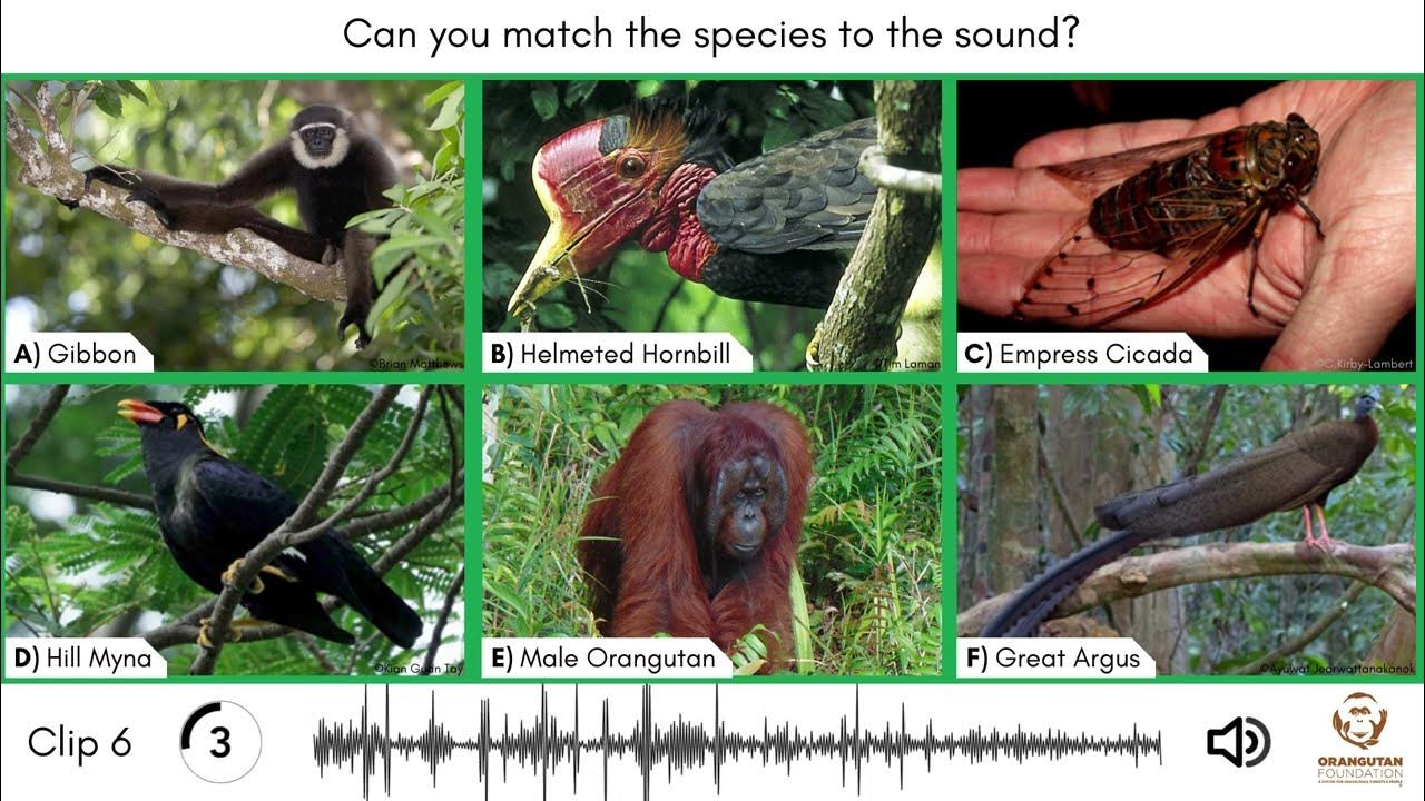Sounds of the Rainforest Quiz YouTube