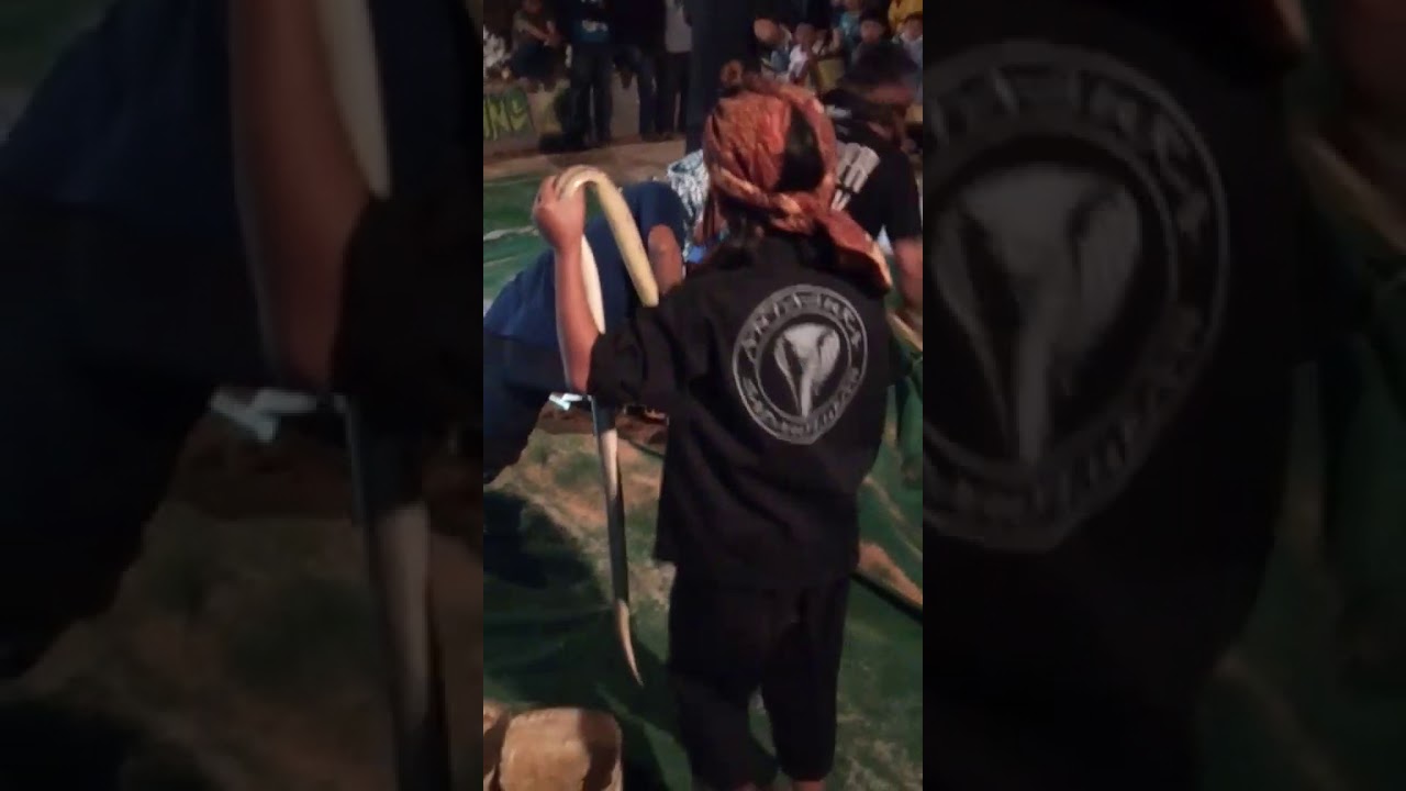 Atraksi Ular Pawang Cilik Lidah Digigit Ular