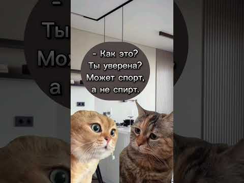 120 Котики В Тренде Котики Cats Юмор Мем Приколы Doctor Shortsvideo Shorts Рек Топ Коты