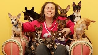 Precious Pups: New York's Chihuahua Rescue Home