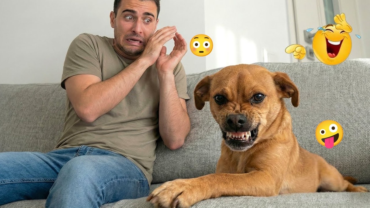 You Won’t Believe How Funny These Dogs Are 😂🐶 Best Funny Animals 2026 #54