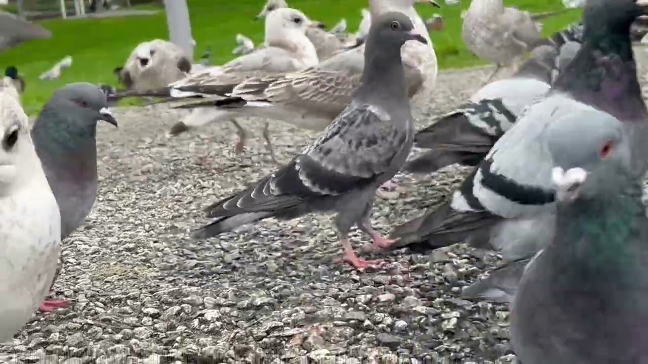 Very Hungry Pigeons and Crazy Seagulls makes a fuzz -Mr Crow deal whith it - October 4/ 2024/ Norway