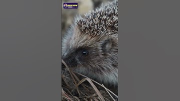 Porcupines Around the World | Exploring Different Species | Creative Nature #animals #porcupine