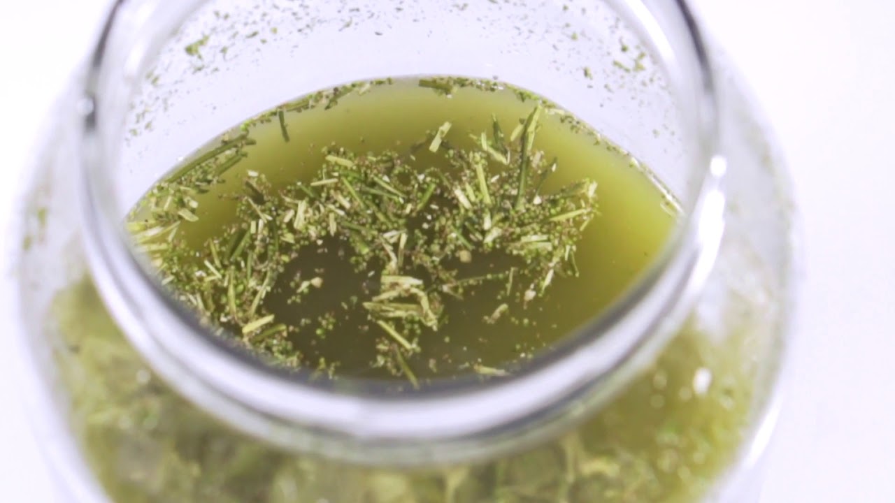 Processo de produção do óleo medicinal de cannabis