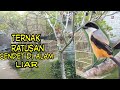 Awal Mula Bapak Mangku Punya Cendet Sampai Ekor Mp3 - Mp4 Download