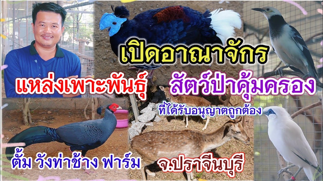 เปิดอาณาจักร แหล่งเพาะพันธุ์ สัตว์ป่าคุ้มครอง ที่ได้รับอนุญาต ตั้ม วังท่าช้าง ฟาร์ม จ.ปราจีนบุรี