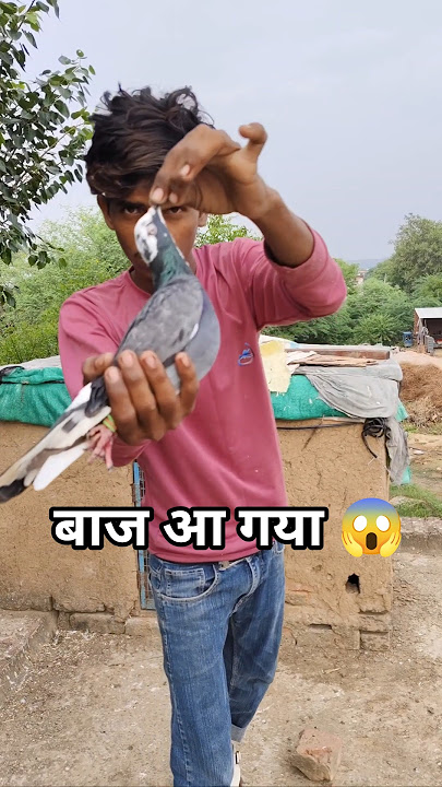 baaj आ गया 😱 #kabootar #shortsfeed #kabootarbazi
