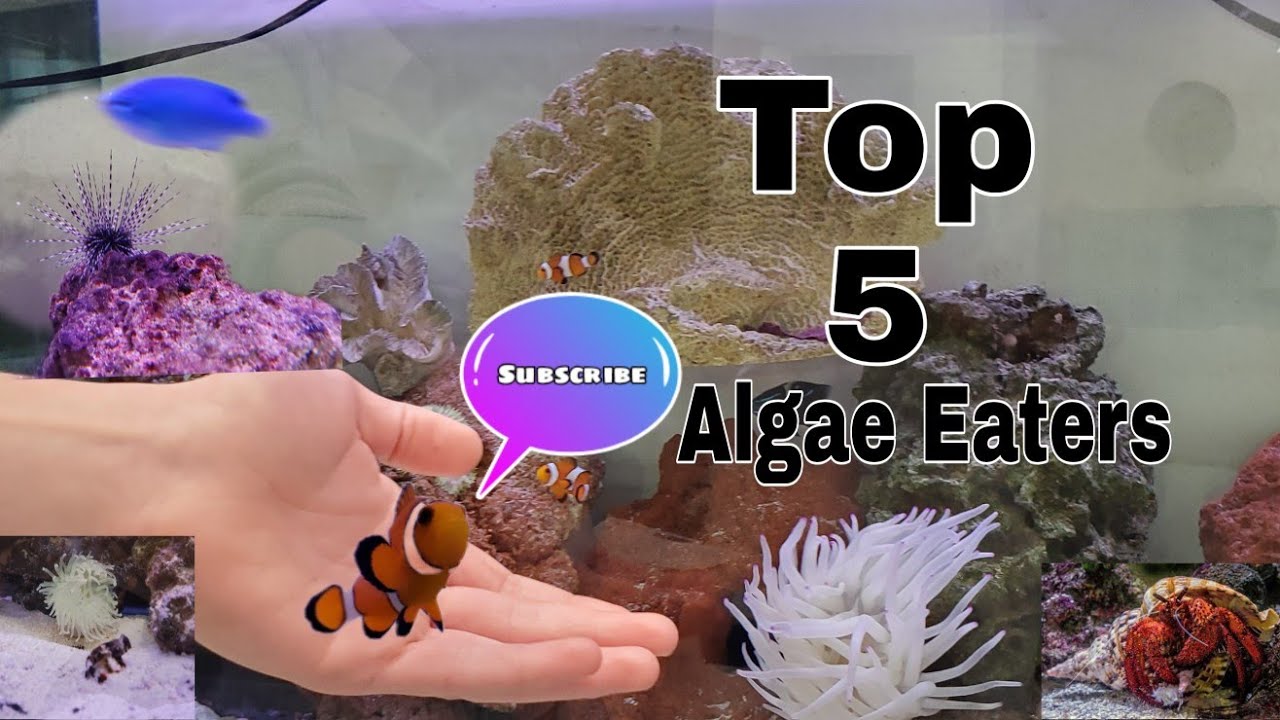 Top 5 Algae Eaters/Clean up Crew - YouTube