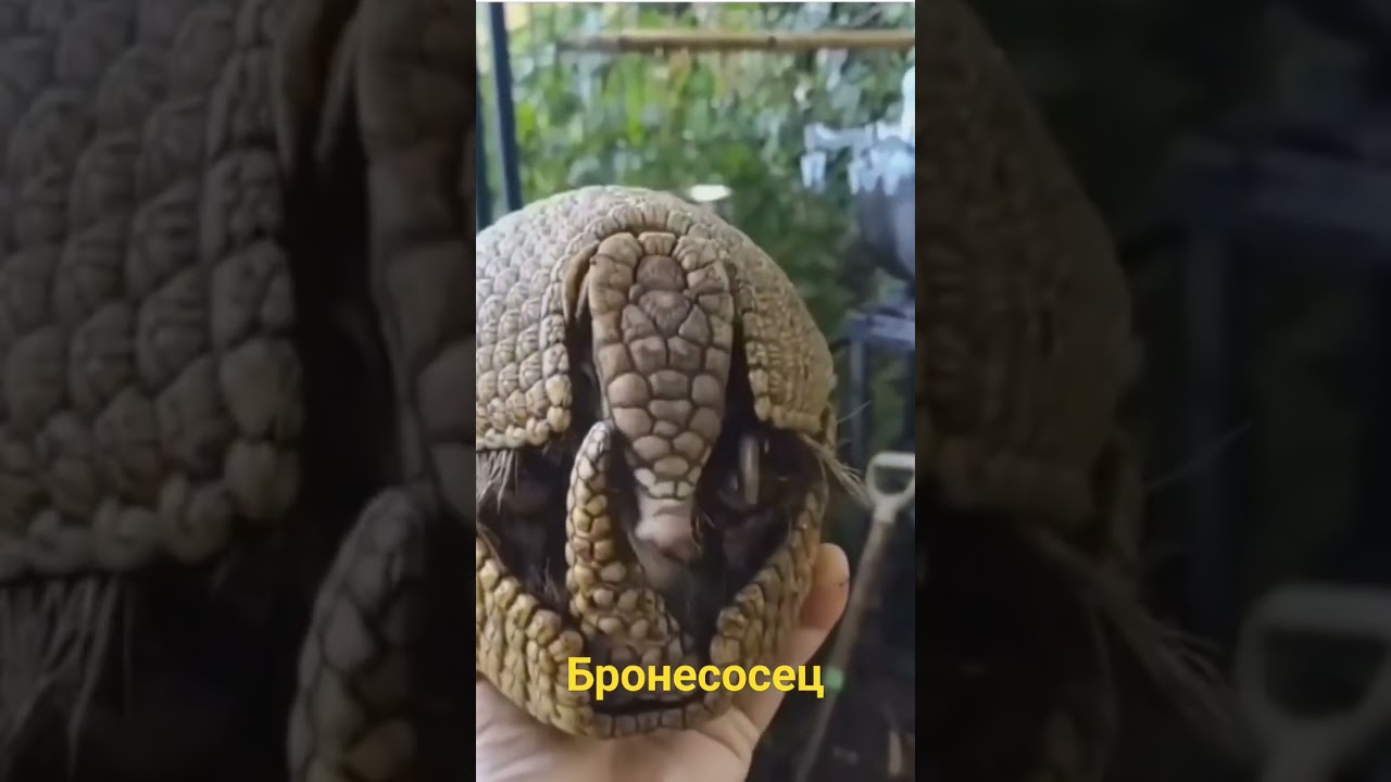 Маленький пушистый комочек🤣 глазами харьковчан. little armadillos, save Ukraine now, stop war